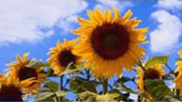 GIRASOLI